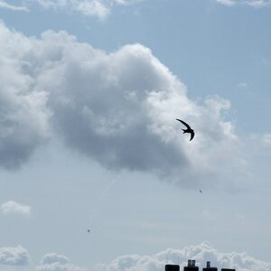 DSF1839
http://www.nikon-fotografie.de/vbulletin/showthread.php?t=100183