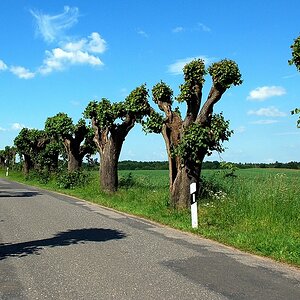 Baum034