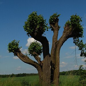 Baum035