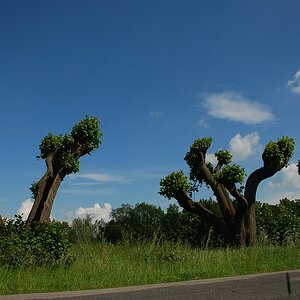 Baum036