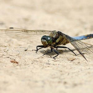 Libelle