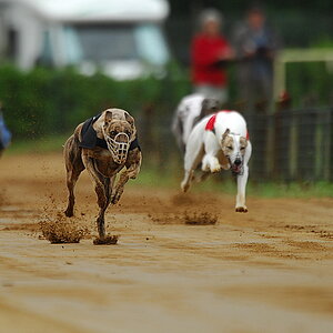 Hunderennen