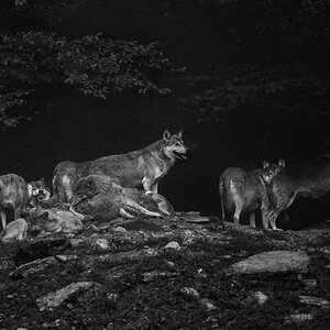 the pack 5