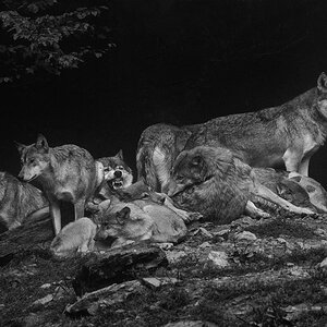 the pack II 5