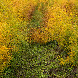 Herbstspargel