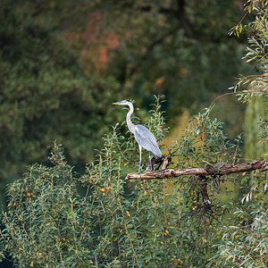 Graureiher im Ostpark