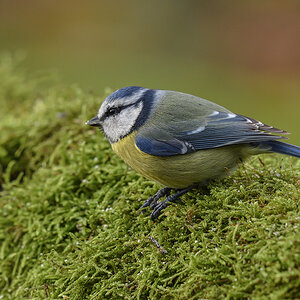blaumeise 11