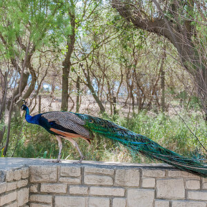 Pfau