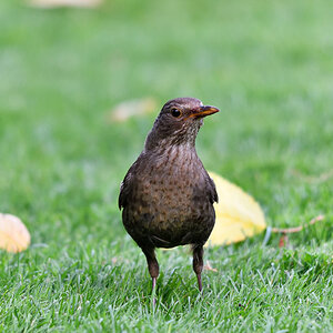 Gäste im Garten
