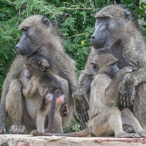 Pavianmütter&Babies KrügerNP ZA