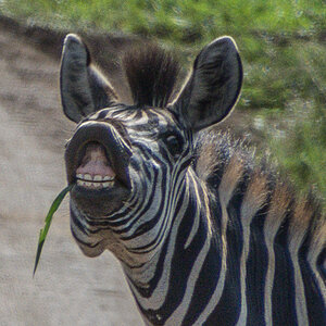 Zebra Hluhluwe iMfolozi NP ZA