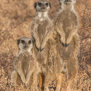 Erdmännchen bei Oudtshoorn ZA