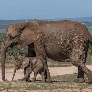 Elefantenmutter&Baby Addo Elephant NP ZA
