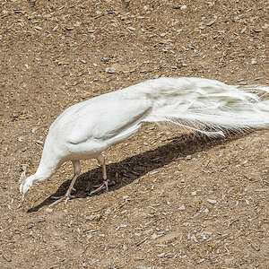 weißer Pfau 2