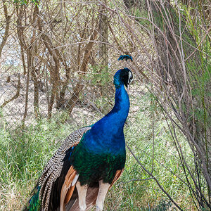Pfau 2