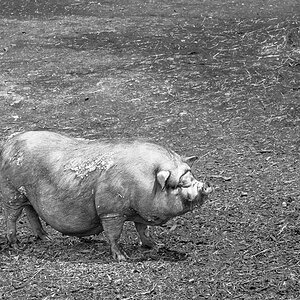 Schwein
