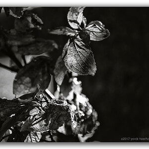Y72 1360 WEB FORUM B&W