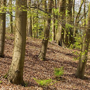 Buchenwald im April