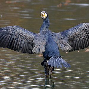 Kormoran 02 1200