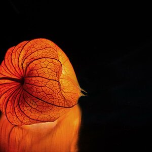 Pysalis im Licht