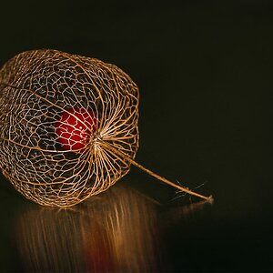 Physalis im Netzkleid
