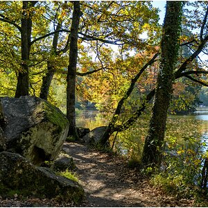 comp D50 0977 1