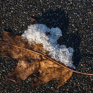 Schneeblatt
