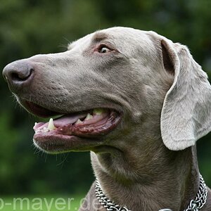 HundeWeb 056