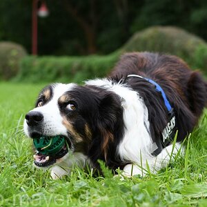HundeWeb 062