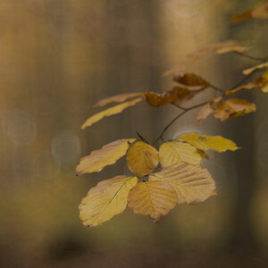 herbst 9