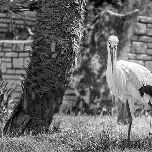 Storch