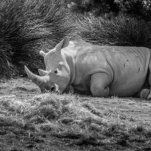 Nashorn