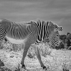 Zebra