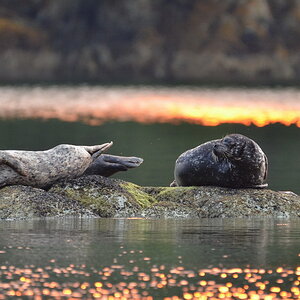 Seals