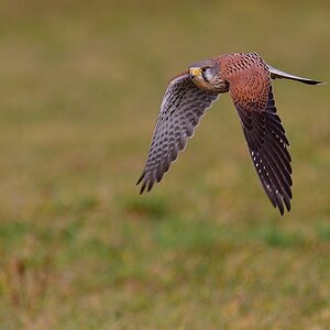 2018 00753