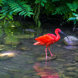 Roter Sichler im Bach