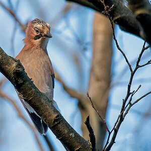 D50 8318 Kiebiger Eichelhäher IA 11 2017