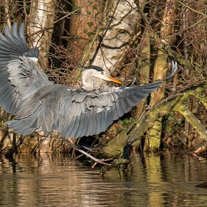 D50 6270 Graureiher bei der Landung IA 1 2017