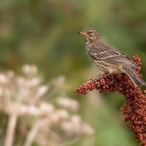 D50 7030 unbekannter Vogel  Aultbea IA 9 2017