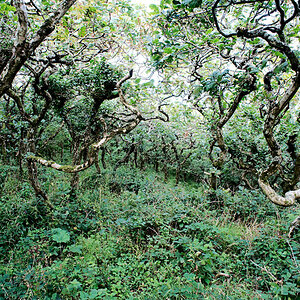 Wald
