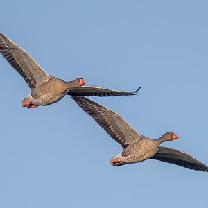 D50 9101 Graugänseduo IA 1 2018