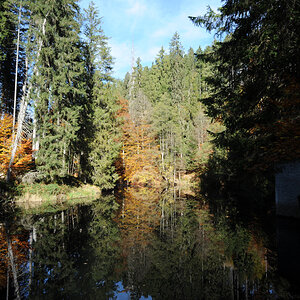 Waldsee im Schwarzwald