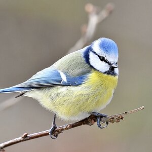 comp JEM 5840

Blaumeise