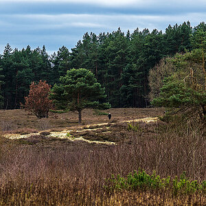 Dezemberheide