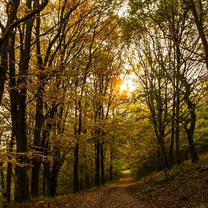 Waldweg