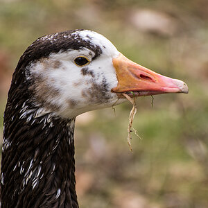 Gans 1