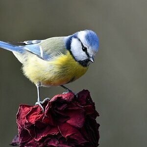 comp JEM 8376

Blaumeise