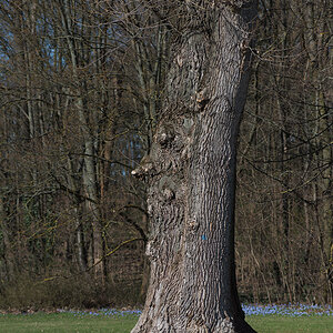 Baumgesicht
Nürnberg Marienbergpark