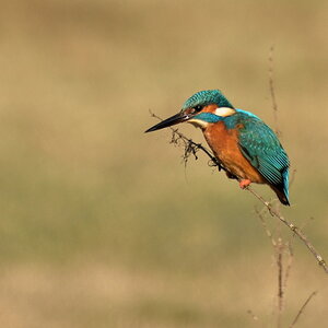 Eisvogel