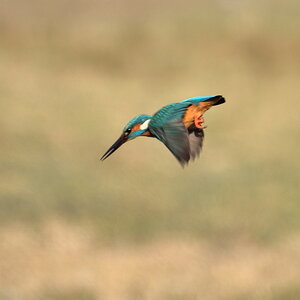 D72 6945